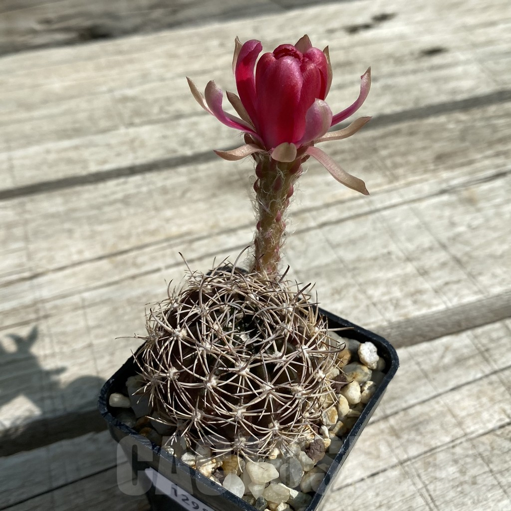 SH12982 Lobivia aff. arachnacantha - Image 2