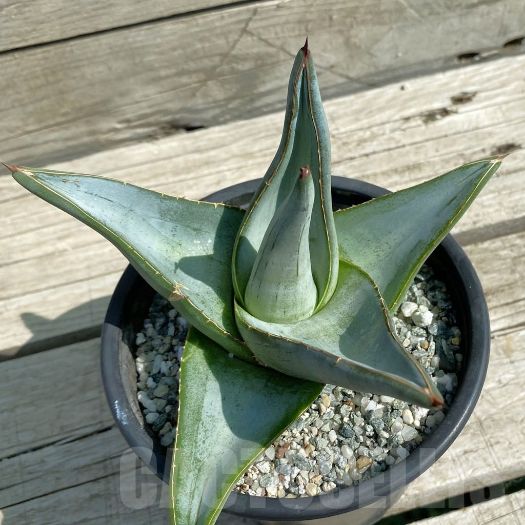 SH12899 Agave pumila