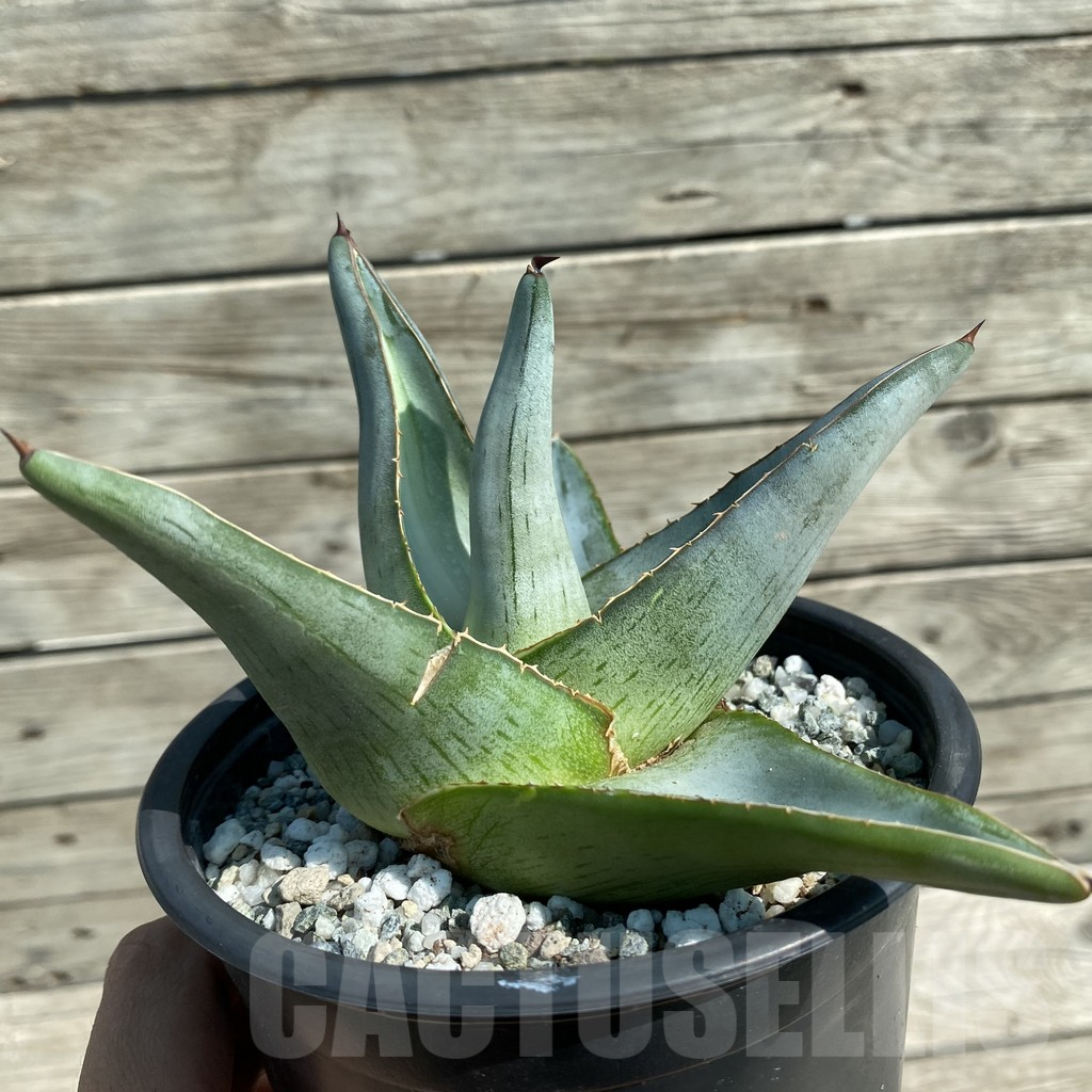 SH12899 Agave pumila - Image 2