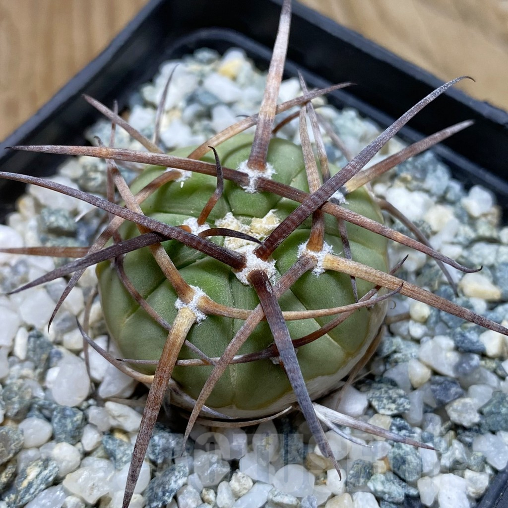 SH12901 Gymnocalycium armatum