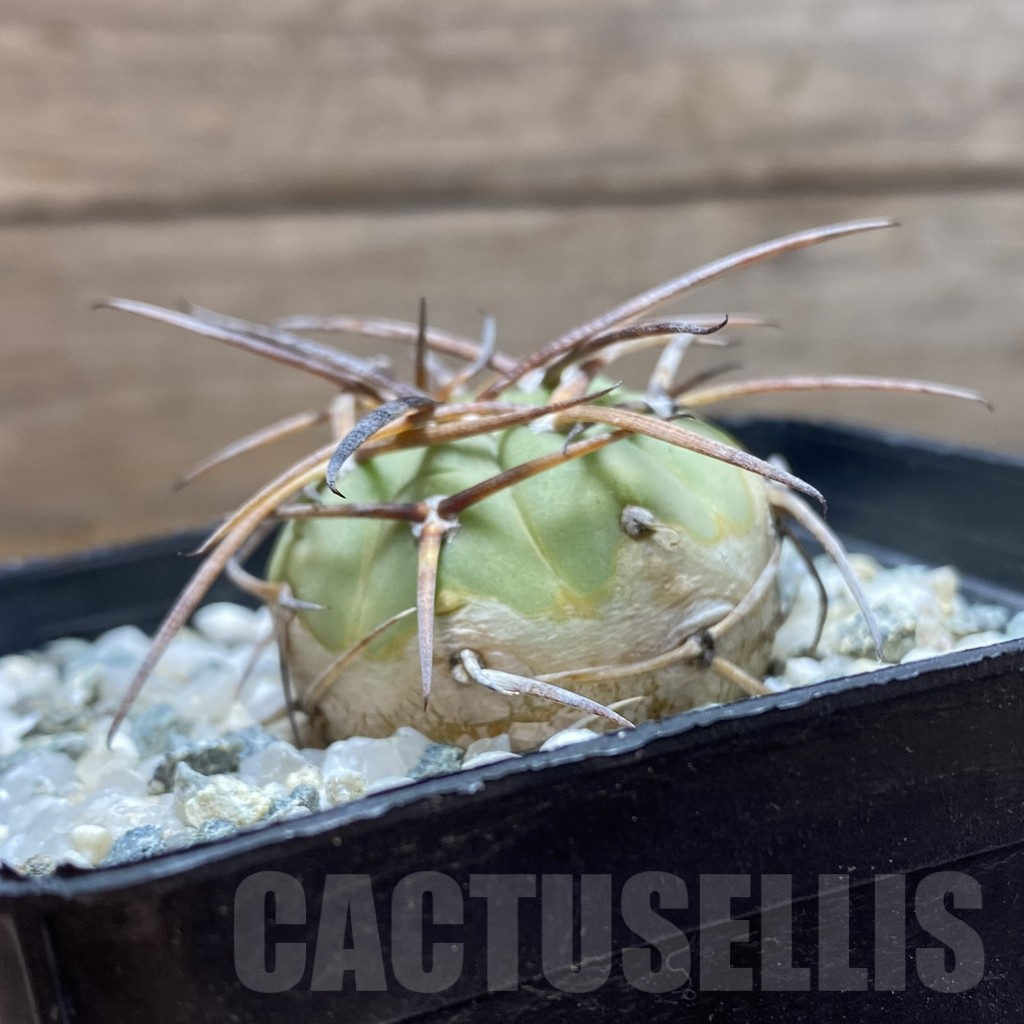 SH12901 Gymnocalycium armatum - Image 2