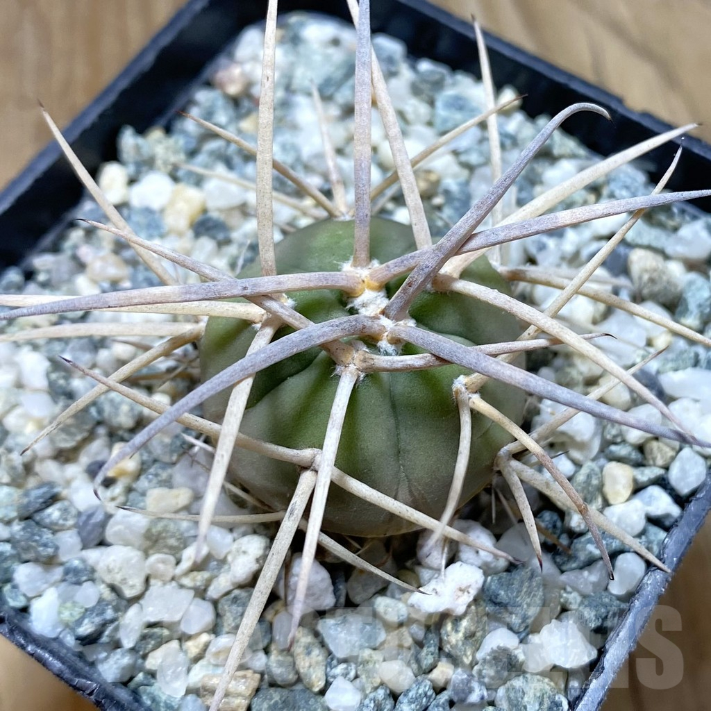 SH12902 Gymnocalycium cardenasianum VOS 1005