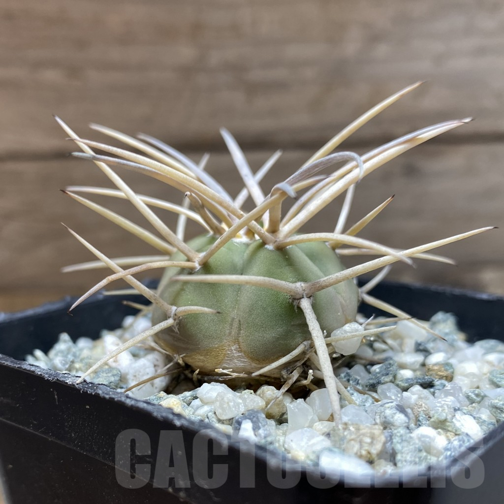 SH12902 Gymnocalycium cardenasianum VOS 1005 - Imagen 2