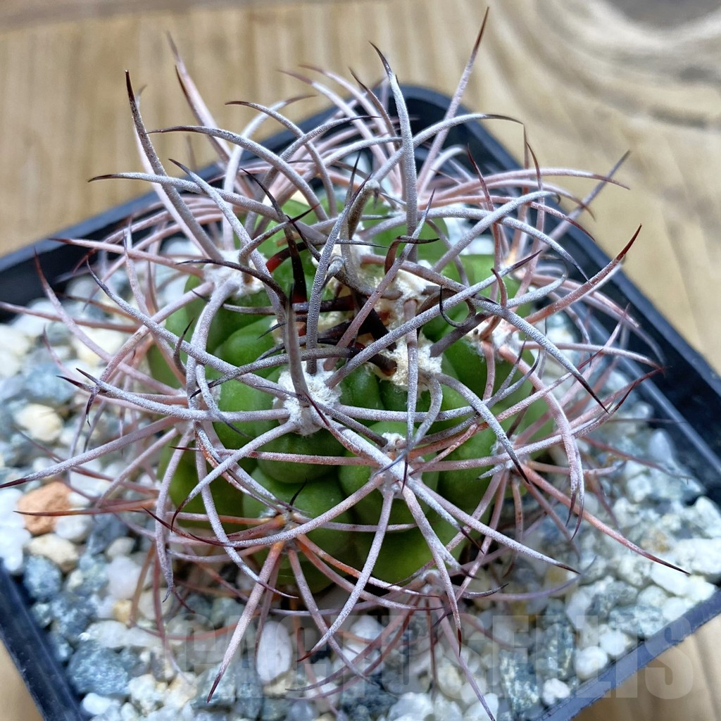 SH12903 Gymnocalycium saglione