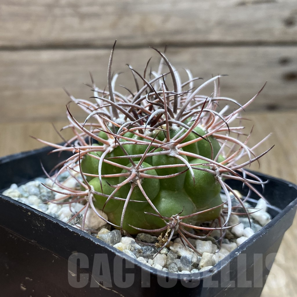 SH12903 Gymnocalycium saglione - Image 2