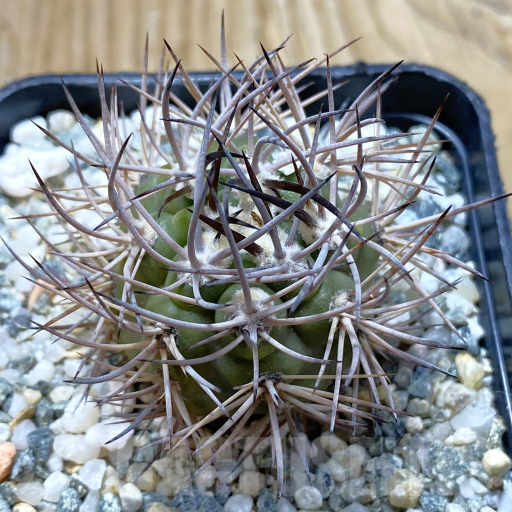 SH12904 Pyrrhocactus bulbocalyx