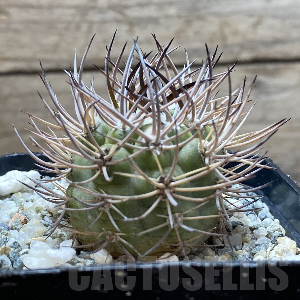 SH12904 Pyrrhocactus bulbocalyx - Image 2