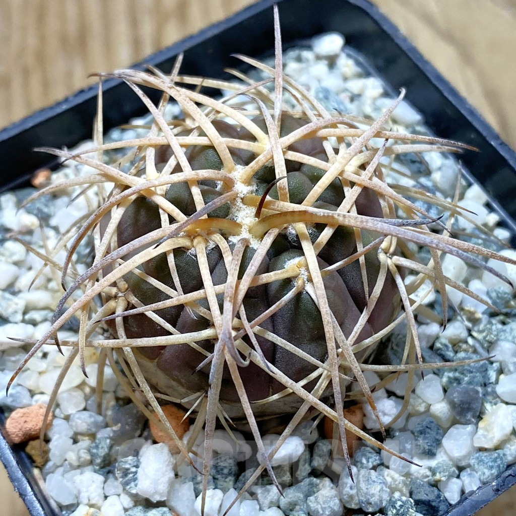 SH12905 Gymnocalycium cardenasianum