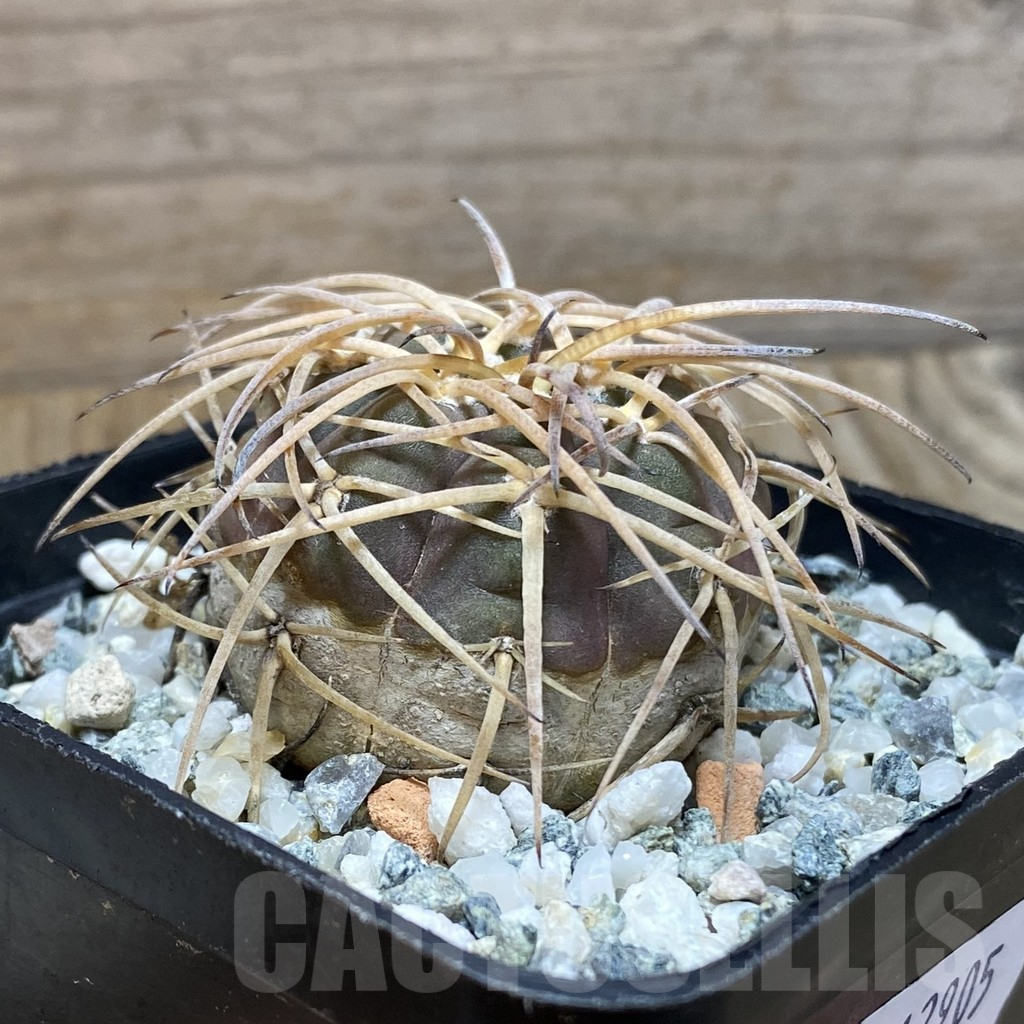 SH12905 Gymnocalycium cardenasianum - immagine 2