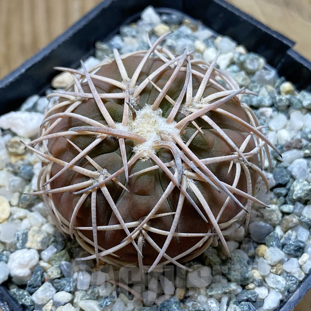 SH12906 Gymnocalycium spegazzinii v. punillense