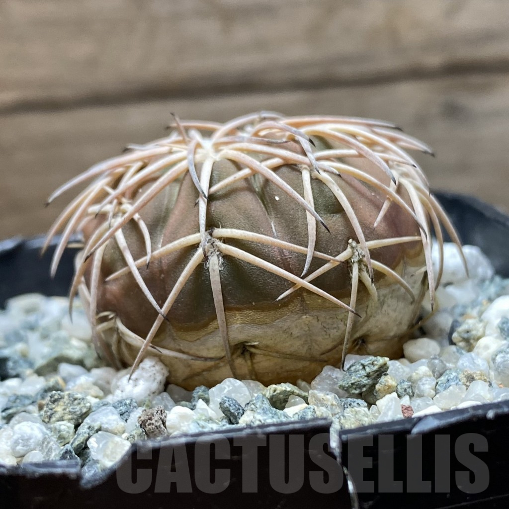 SH12906 Gymnocalycium spegazzinii v. punillense - immagine 2