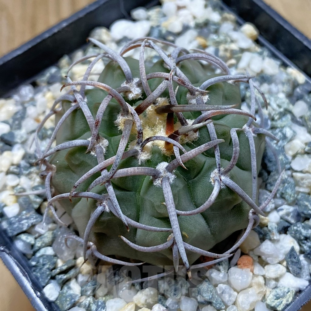 SH12907 Gymnocalycium ochoterenae LB 467
