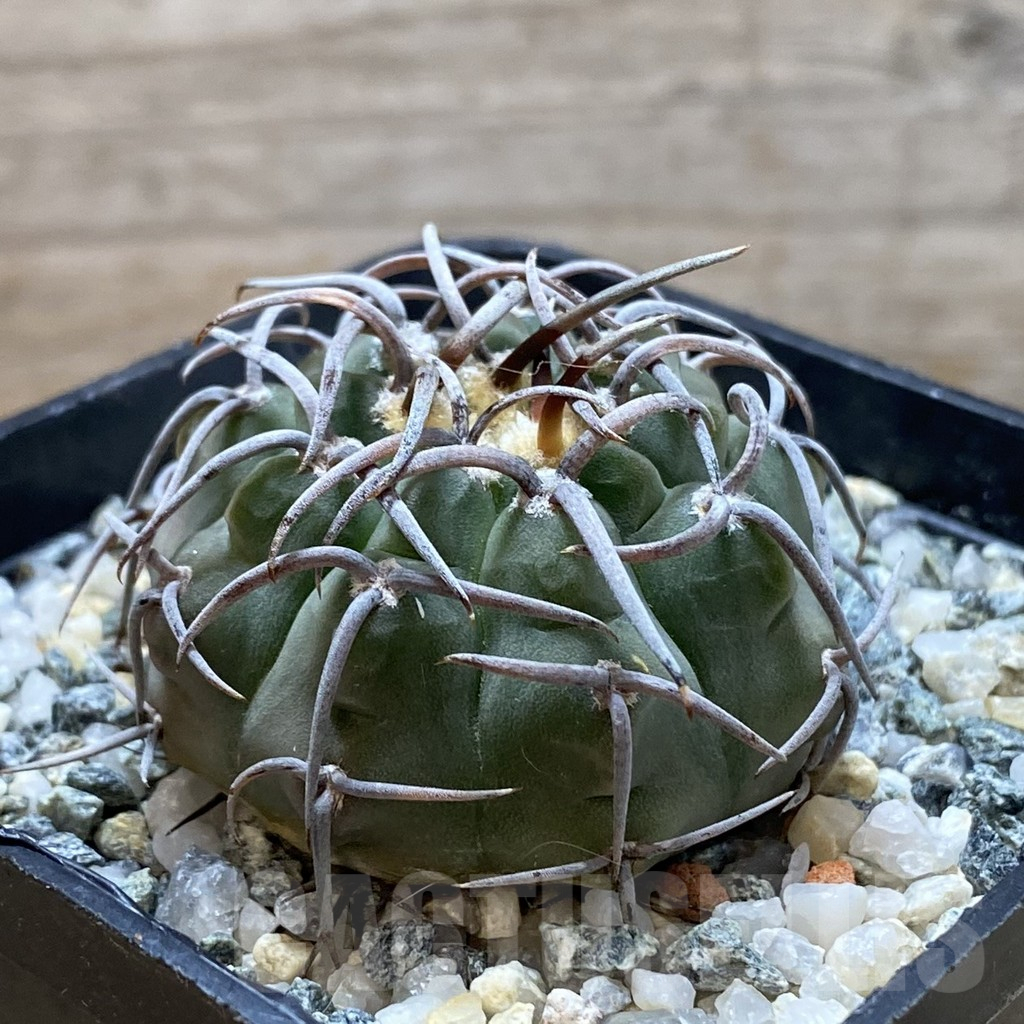 SH12907 Gymnocalycium ochoterenae LB 467 - Зображення 2