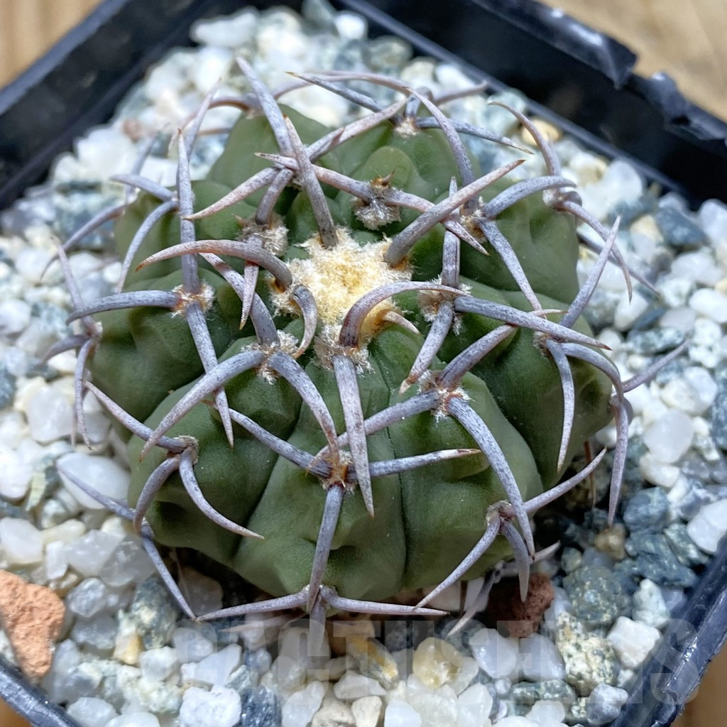 SH12908 Gymnocalycium ochoterenae LB 467