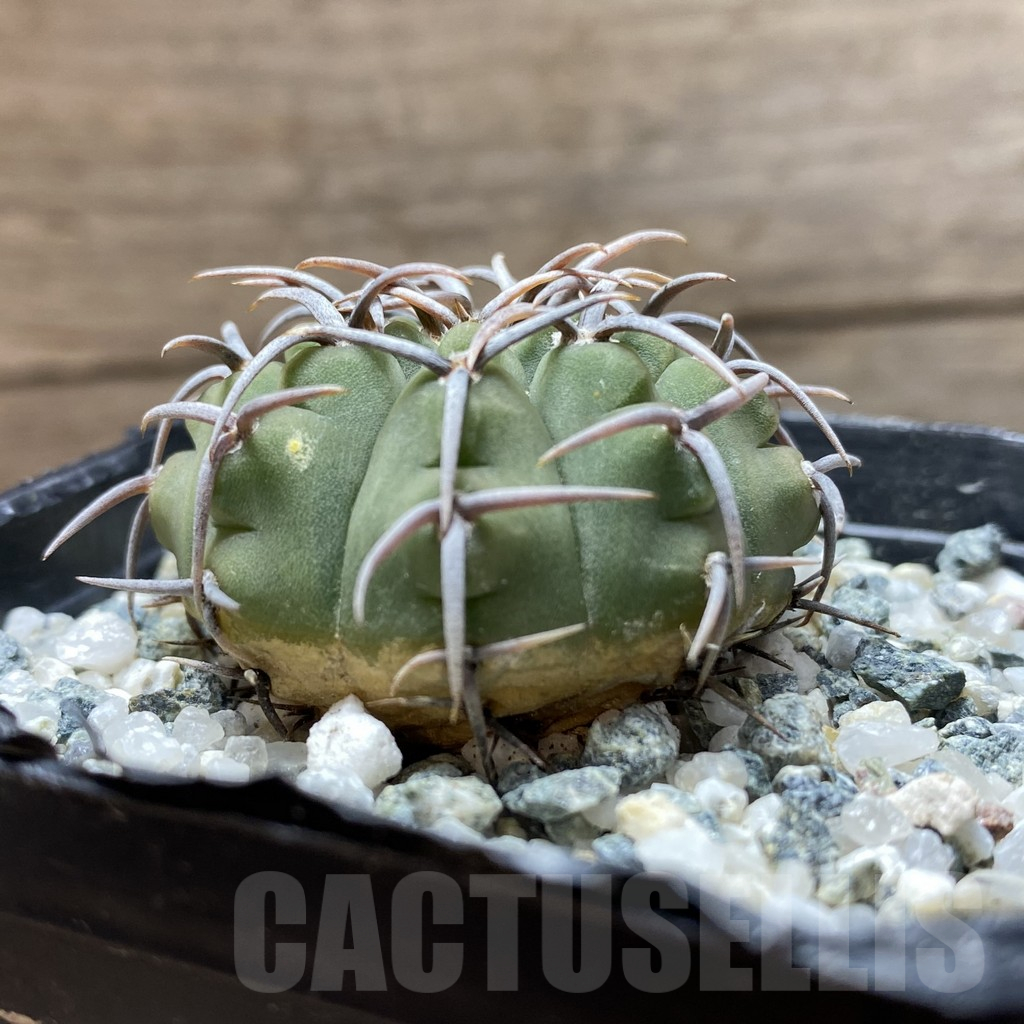 SH12908 Gymnocalycium ochoterenae LB 467 - Image 2