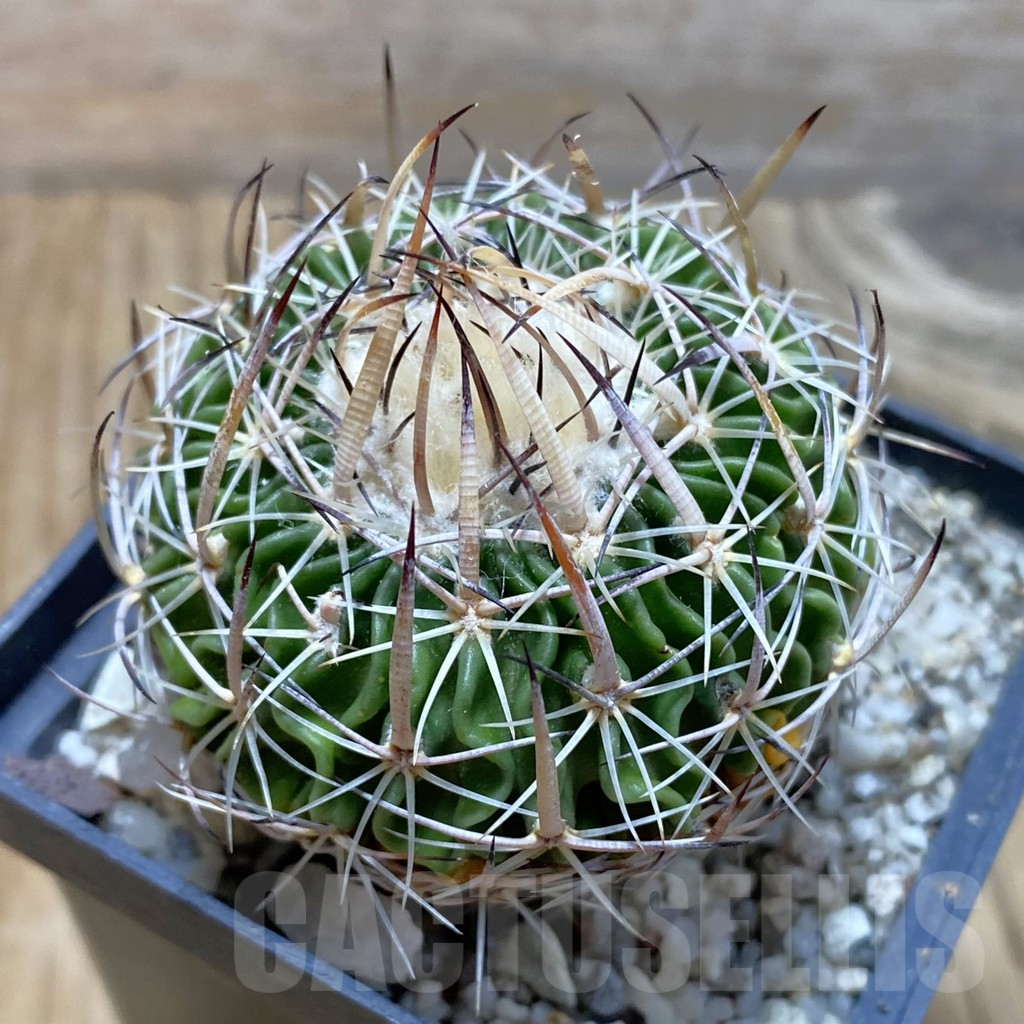 SH12909 Stenocactus heteracanthus LX 221