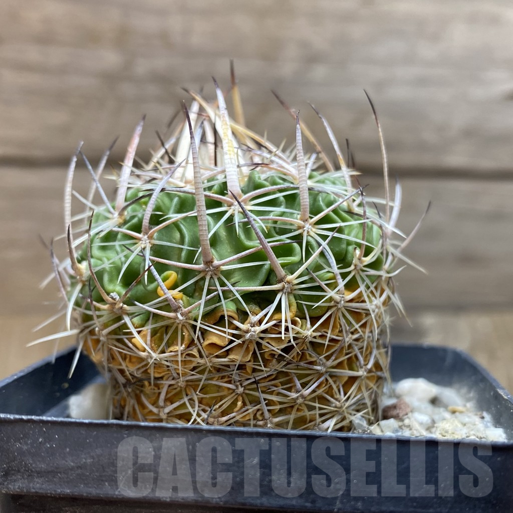 SH12909 Stenocactus heteracanthus LX 221 - Зображення 2