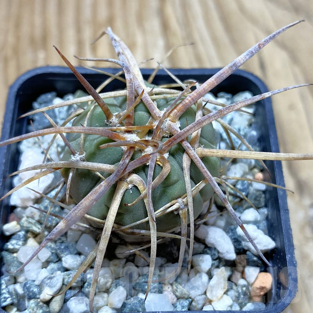 SH12911 Gymnocalycium armatum VOS 74