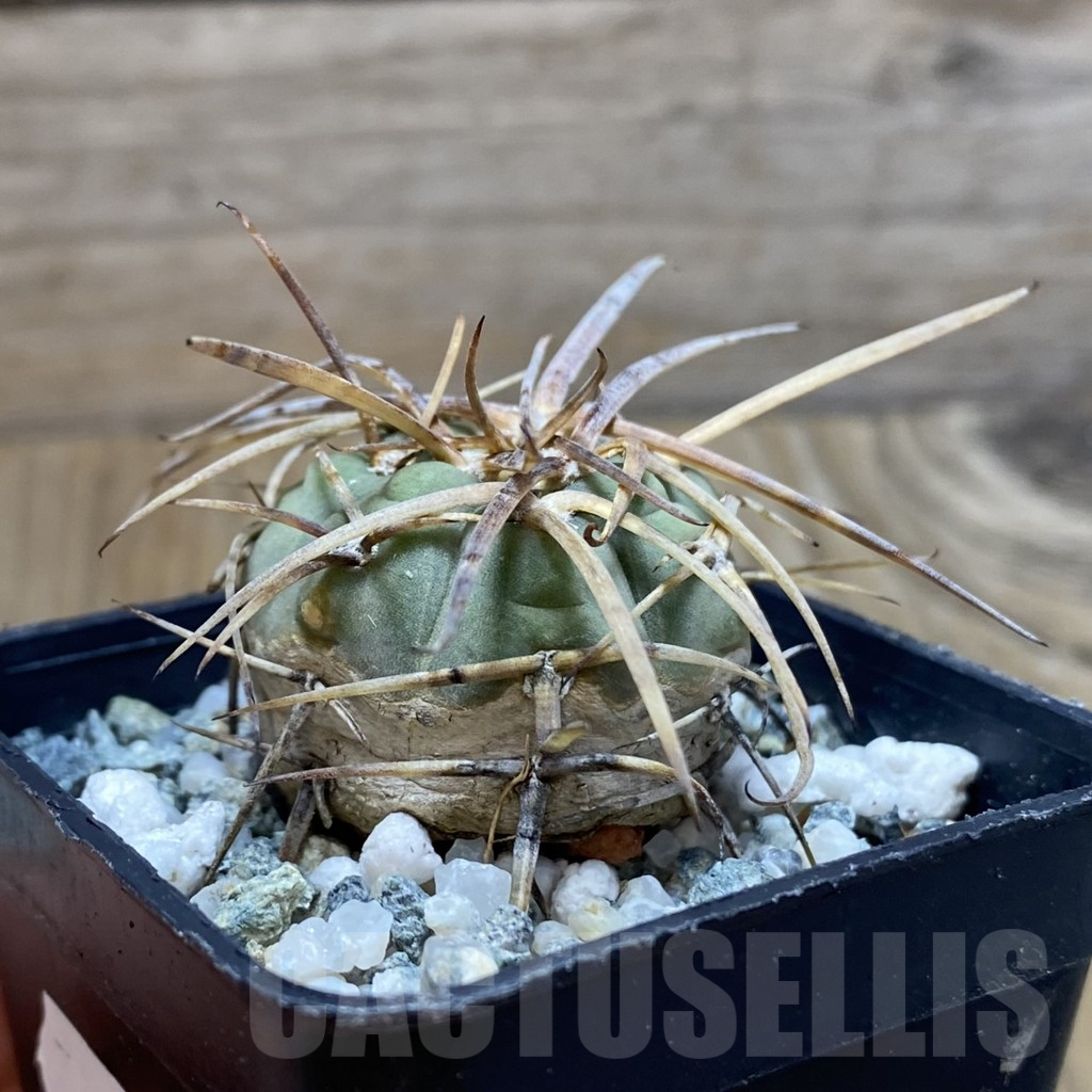 SH12911 Gymnocalycium armatum VOS 74 - immagine 2