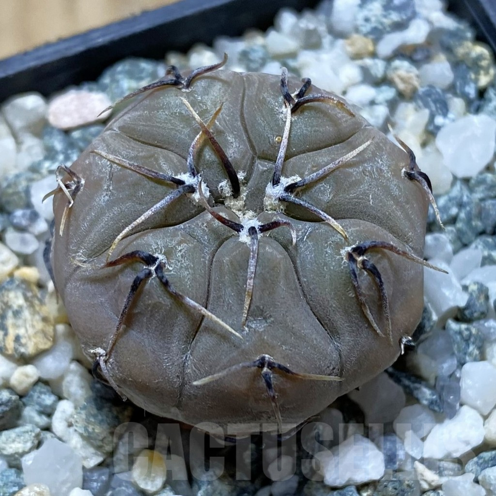 SH12912 Gymnocalycium esperanzae