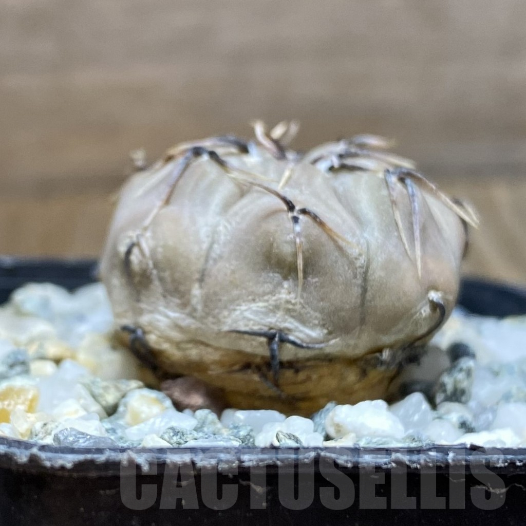 SH12912 Gymnocalycium esperanzae - immagine 2