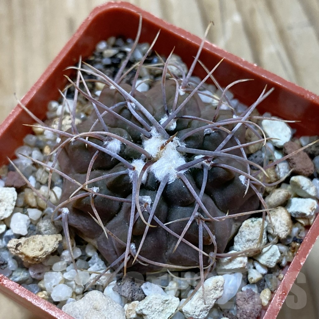 SH12913 Gymnocalycium intertextum