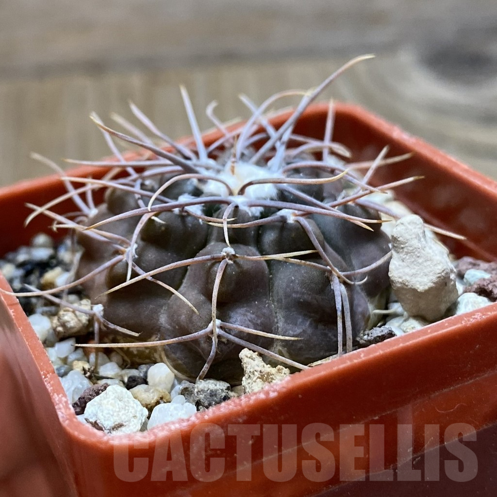 SH12913 Gymnocalycium intertextum - immagine 2