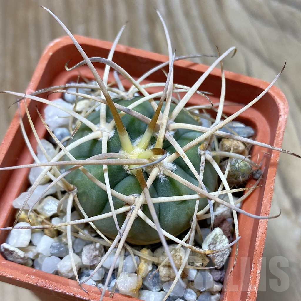 SH12914 Gymnocalycium cardenasianum