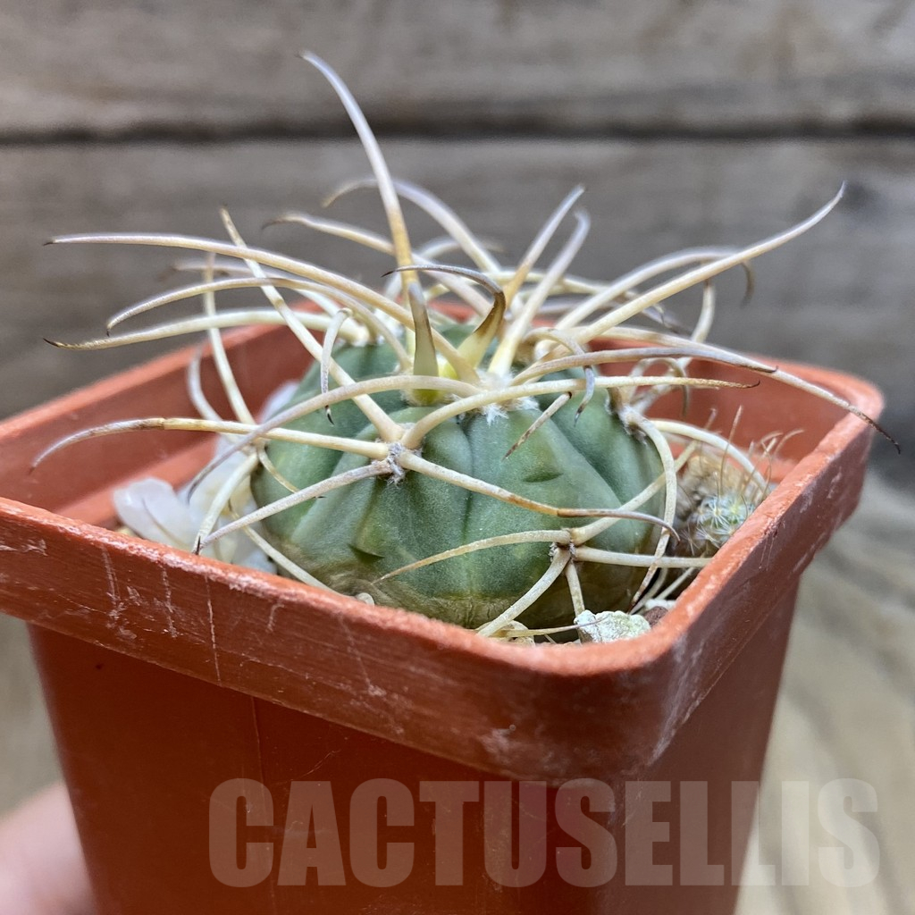 SH12914 Gymnocalycium cardenasianum - immagine 2