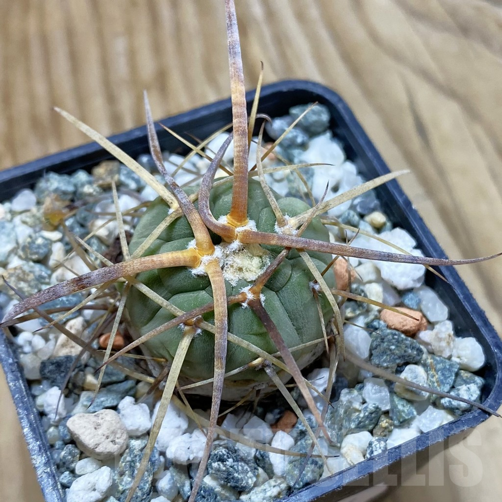 SH12916 Gymnocalycium armatum VOS 74