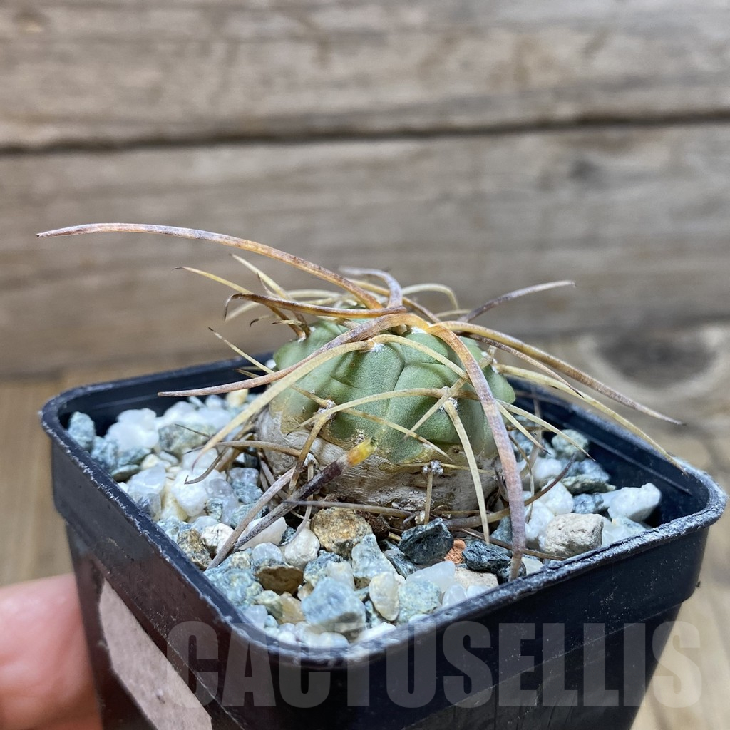 SH12916 Gymnocalycium armatum VOS 74 - immagine 2