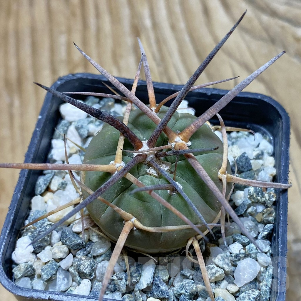 SH12917 Gymnocalycium armatum MOS 375