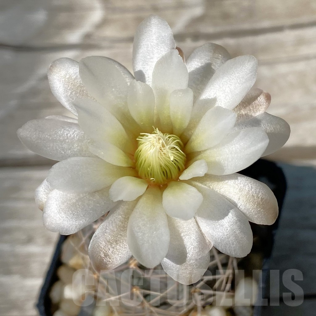SH13022 Gymnocalycium borthii VG 411/1