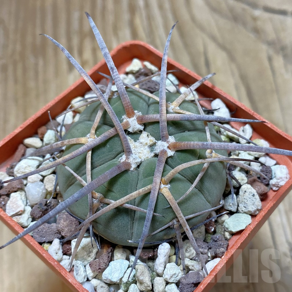 SH12985 Gymnocalycium spegazzinii, old 6 years