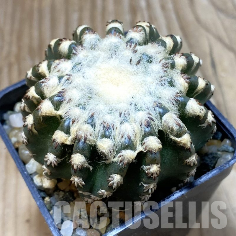 SH13017 Discocactus horstii