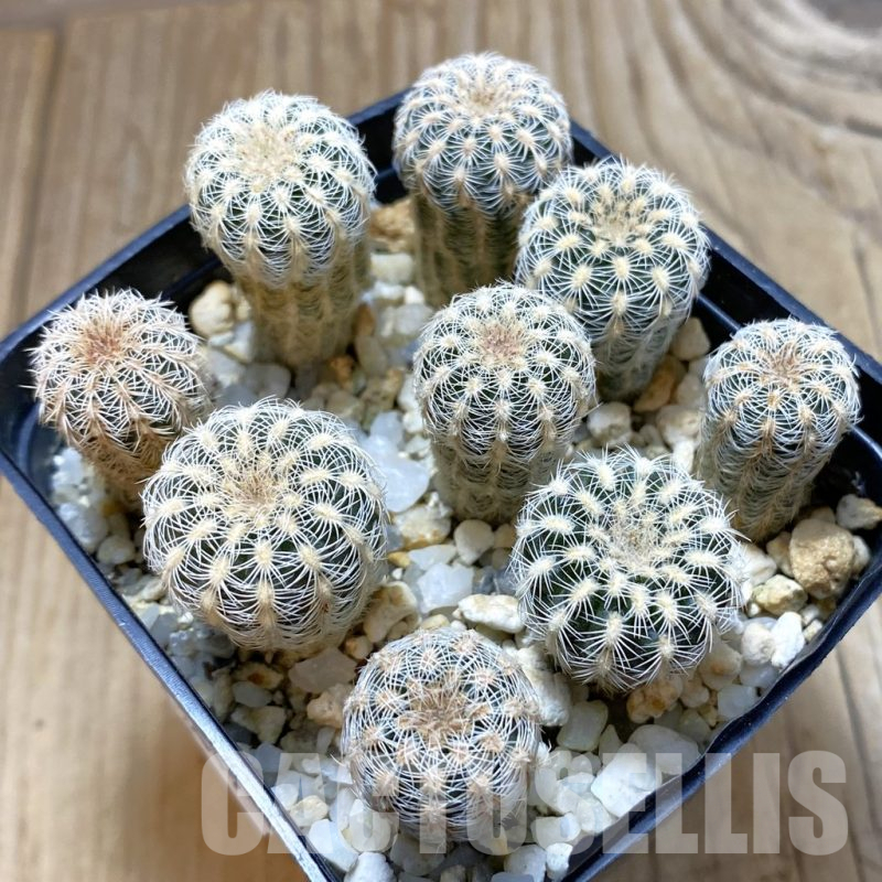 SH13019 Gymnocalycium bruchii v. pawlovskyi GN 1621/4901