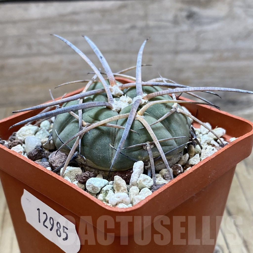 SH12985 Gymnocalycium spegazzinii, old 6 years - immagine 2