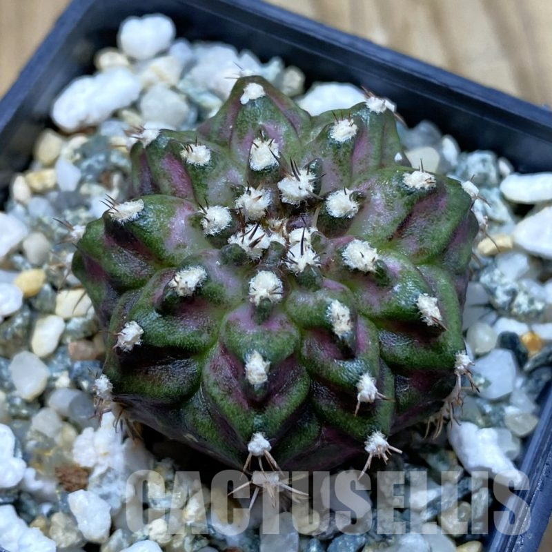 SH13023 Gymnocalycium mihanovichii 'T-Rex', seedling