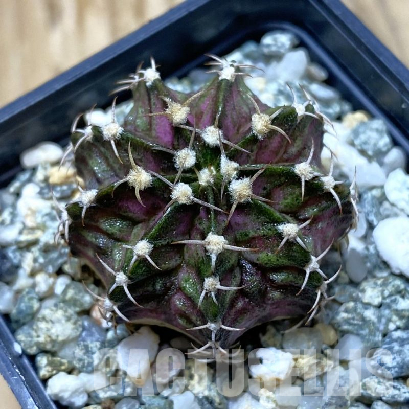 SH13024 Gymnocalycium mihanovichii 'T-Rex', seedling