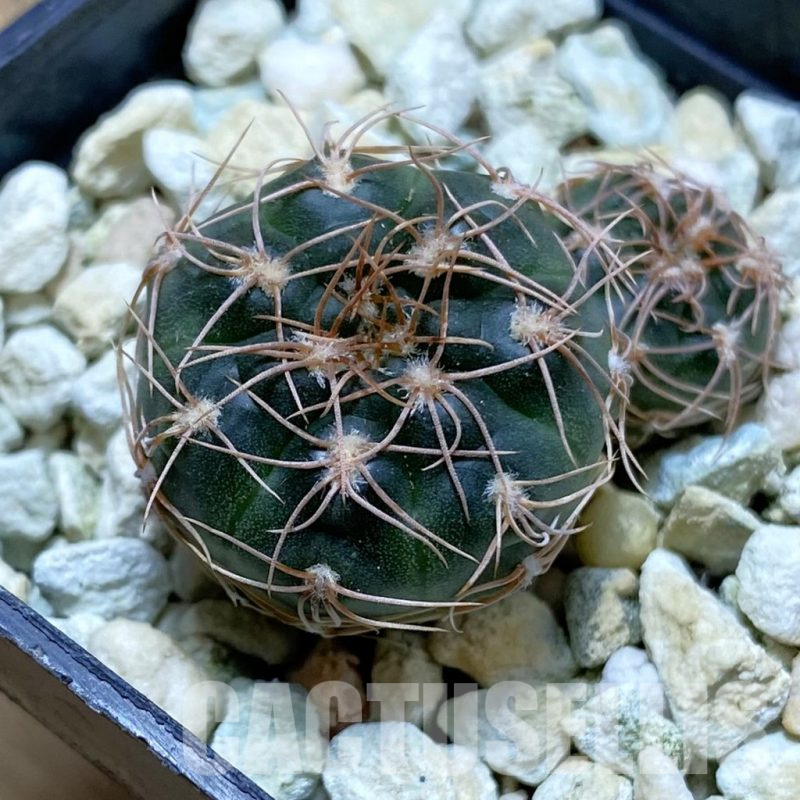 SH13025 Gymnocalycium parvulum ssp. agnesiae