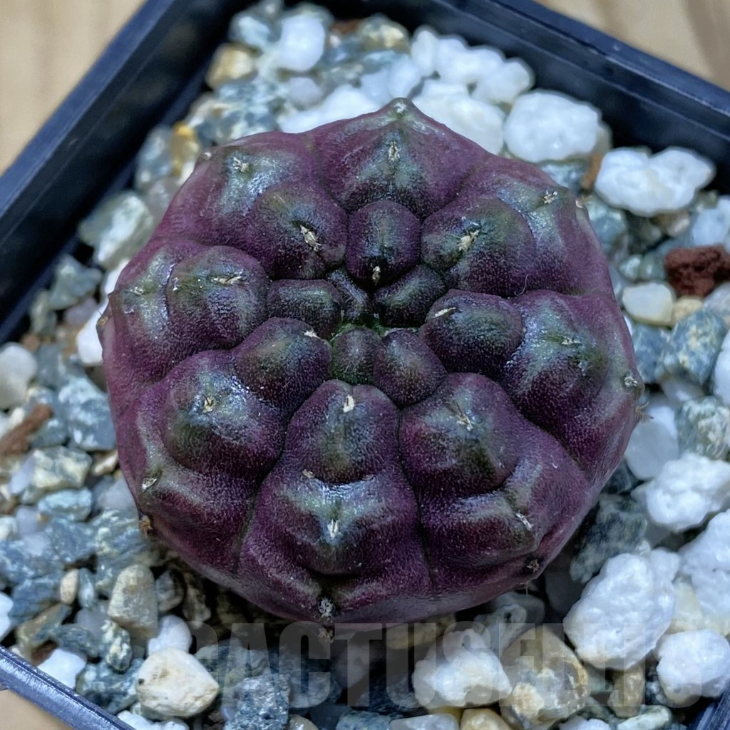 SH13027 Gymnocalycium mihanovichii ‘Day Dream’, seedling