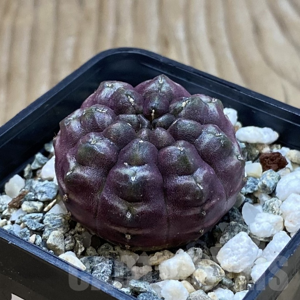 SH13027 Gymnocalycium mihanovichii ‘Day Dream’, seedling - Obrázek 2
