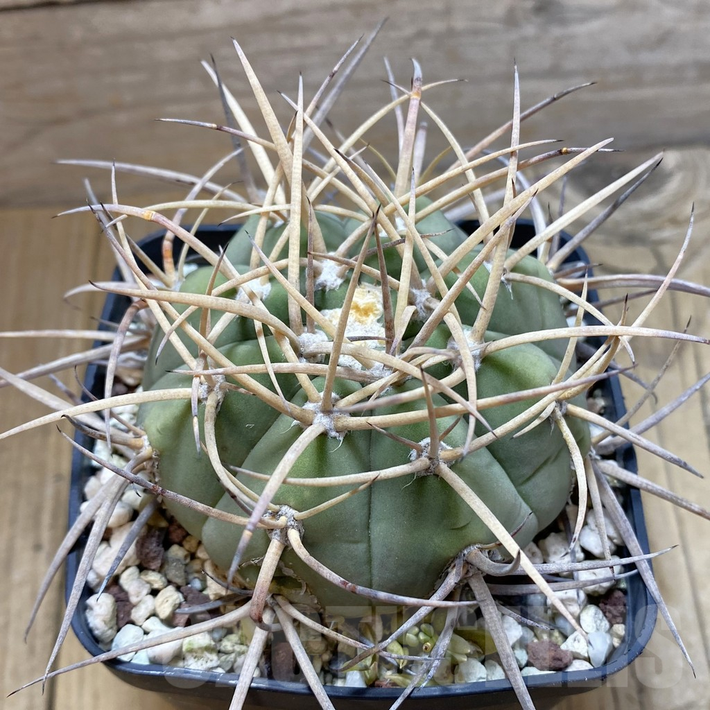 SH12986 Gymnocalycium cardenasianum v. pseudoarmatum VOS 999, old 12 years