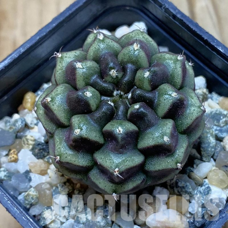 SH13028 Gymnocalycium mihanovichii ‘Day Dream’, seedling