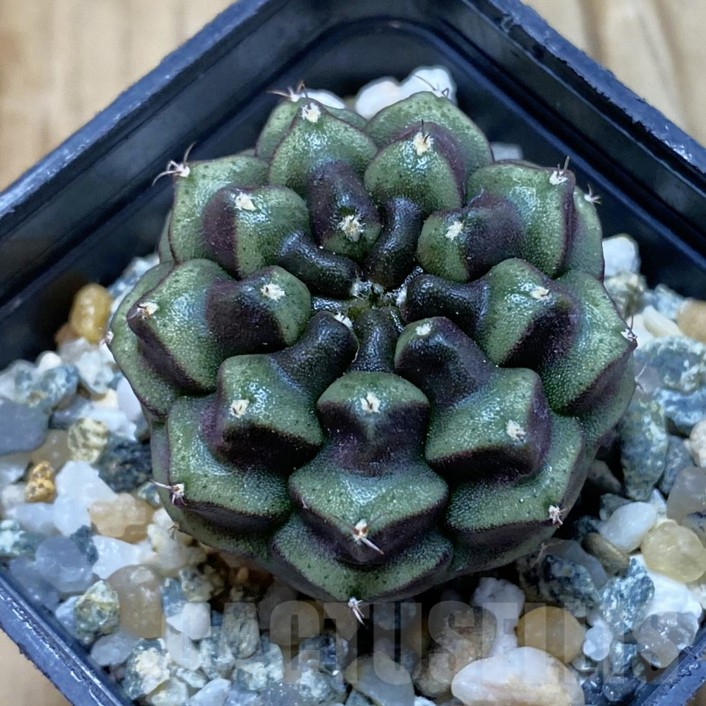 SH13028 Gymnocalycium mihanovichii ‘Day Dream’, seedling