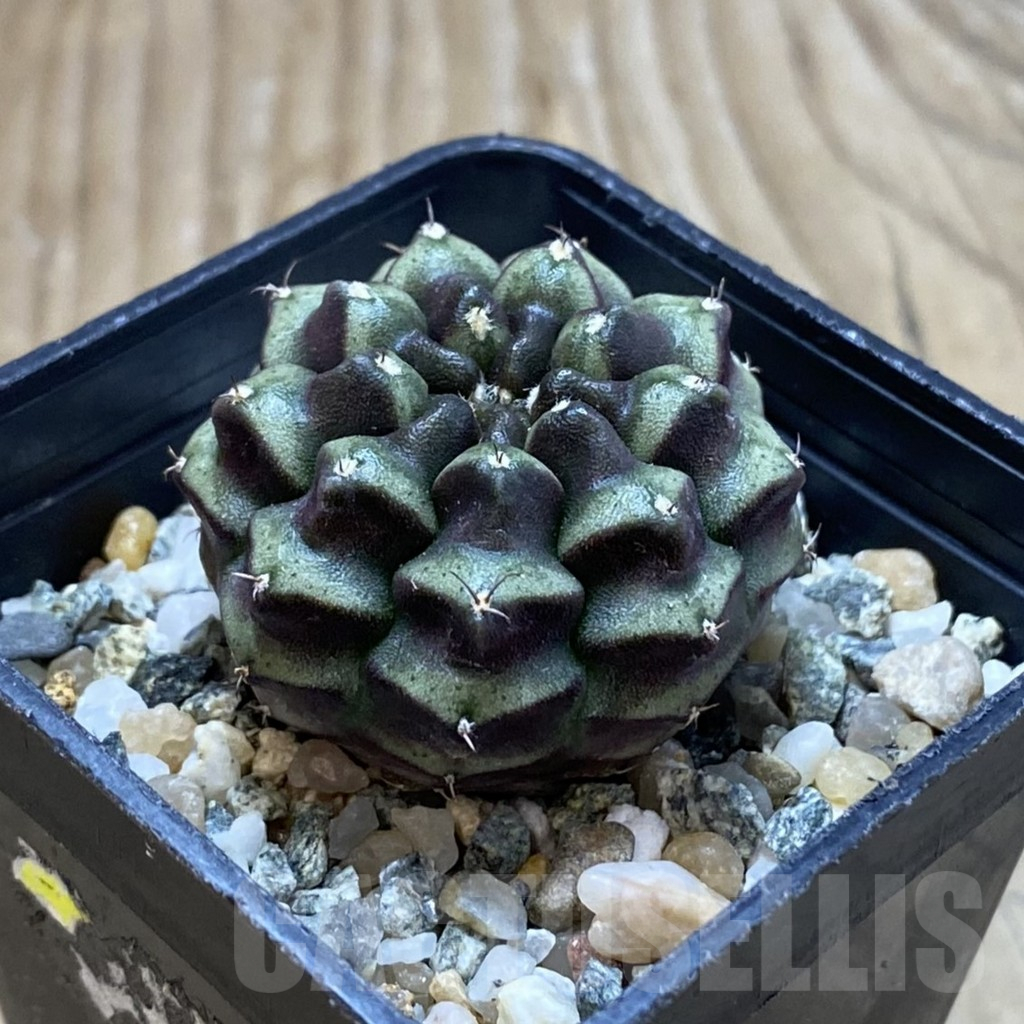 SH13028 Gymnocalycium mihanovichii ‘Day Dream’, seedling - Imagen 2