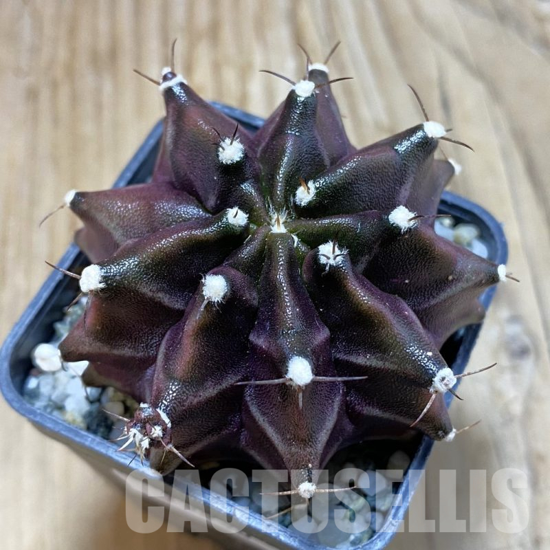 SH13030 Gymnocalycium mihanovichii ‘Black Widow’, seedling