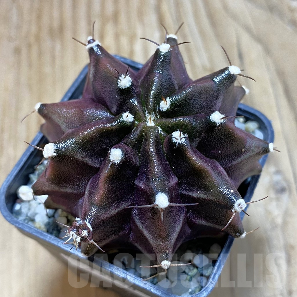 SH13030 Gymnocalycium mihanovichii ‘Black Widow’, seedling