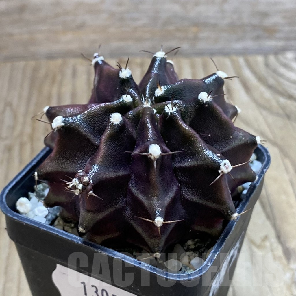 SH13030 Gymnocalycium mihanovichii ‘Black Widow’, seedling - Obrázek 2