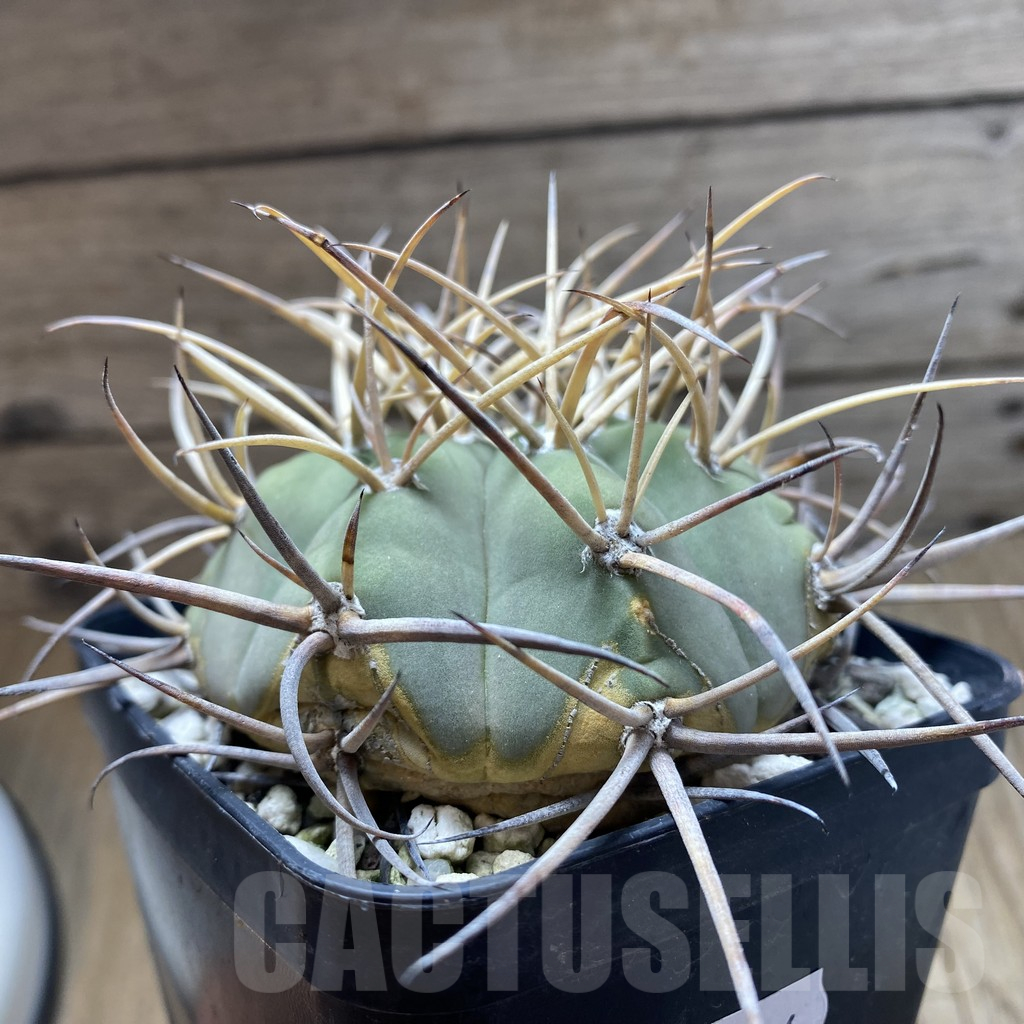SH12986 Gymnocalycium cardenasianum v. pseudoarmatum VOS 999, old 12 years - Image 2